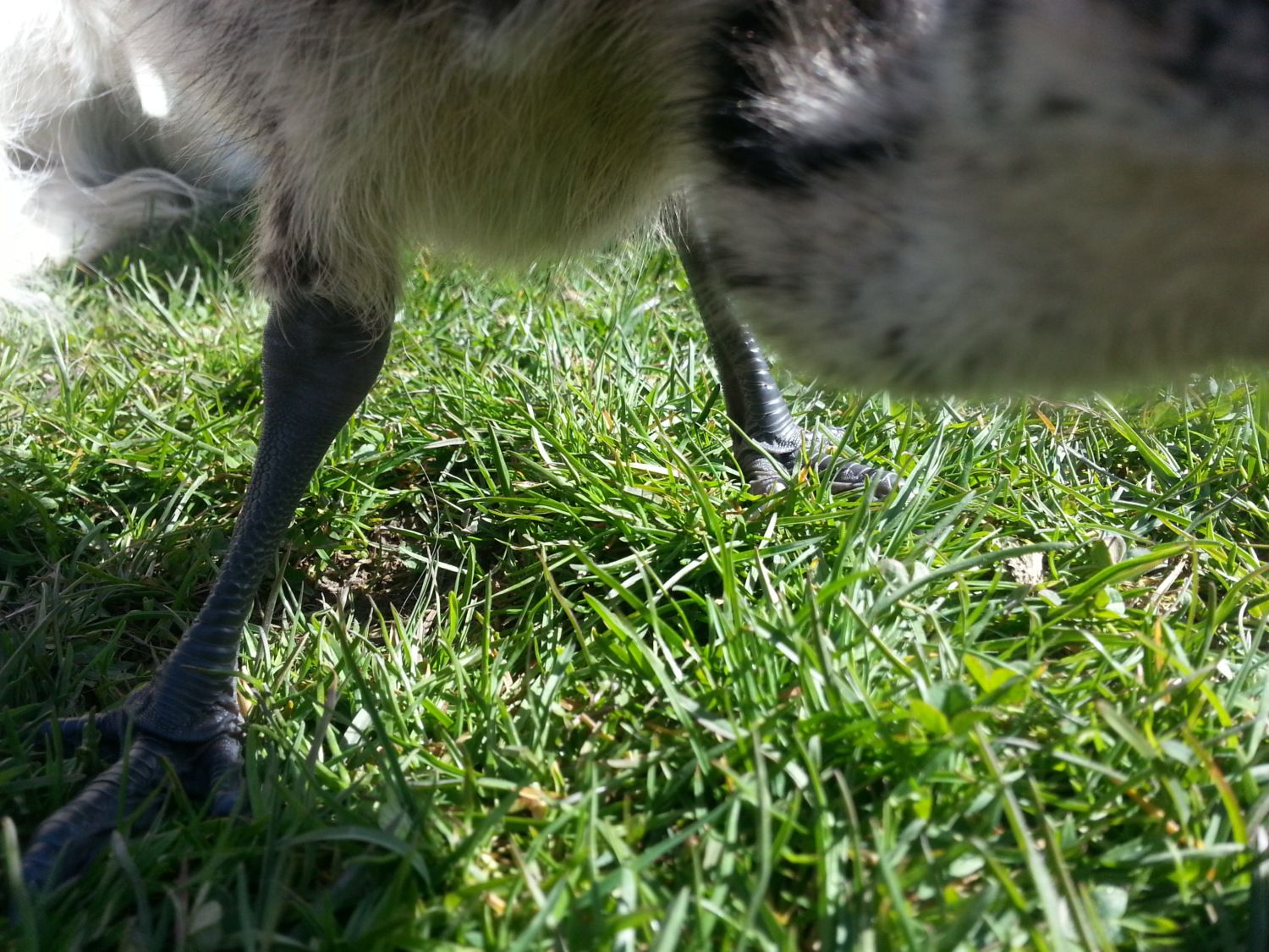 Emu chick with twisted leg, help! | BackYard Chickens - Learn How to ...