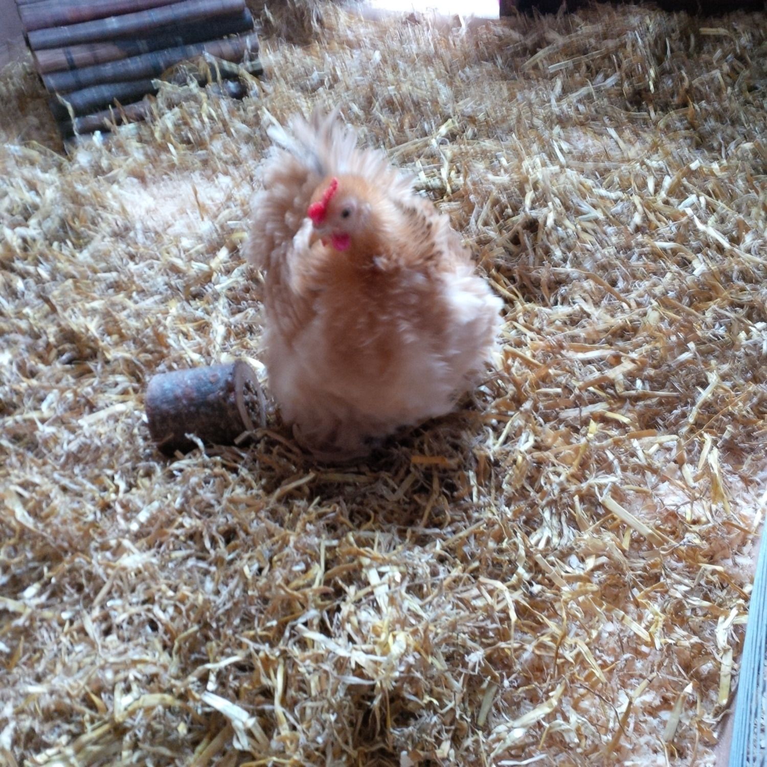 Sexing my frizzle pekin bantam, can I have your advice pls ...