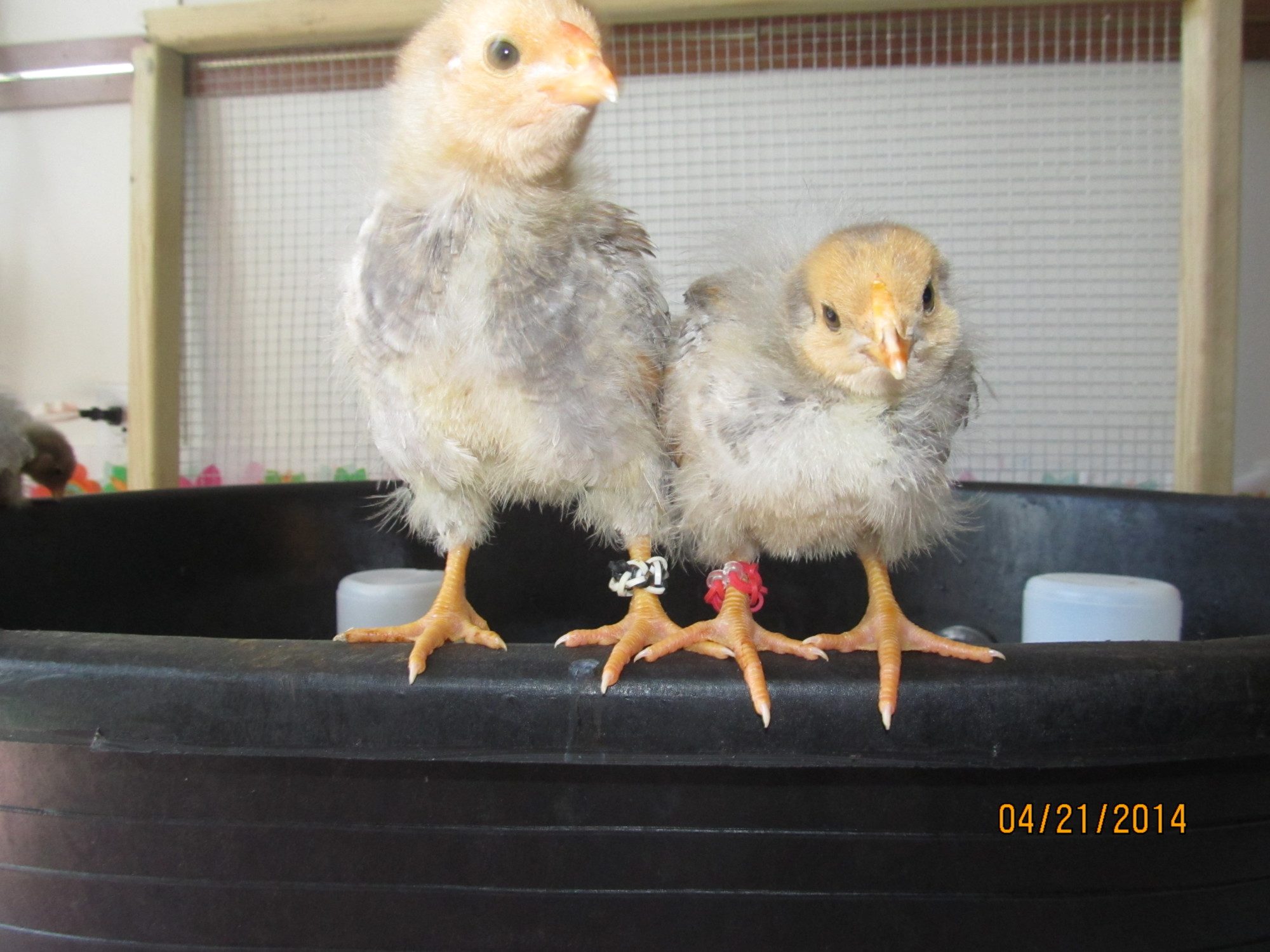 My Homemade Leg Bands BackYard Chickens