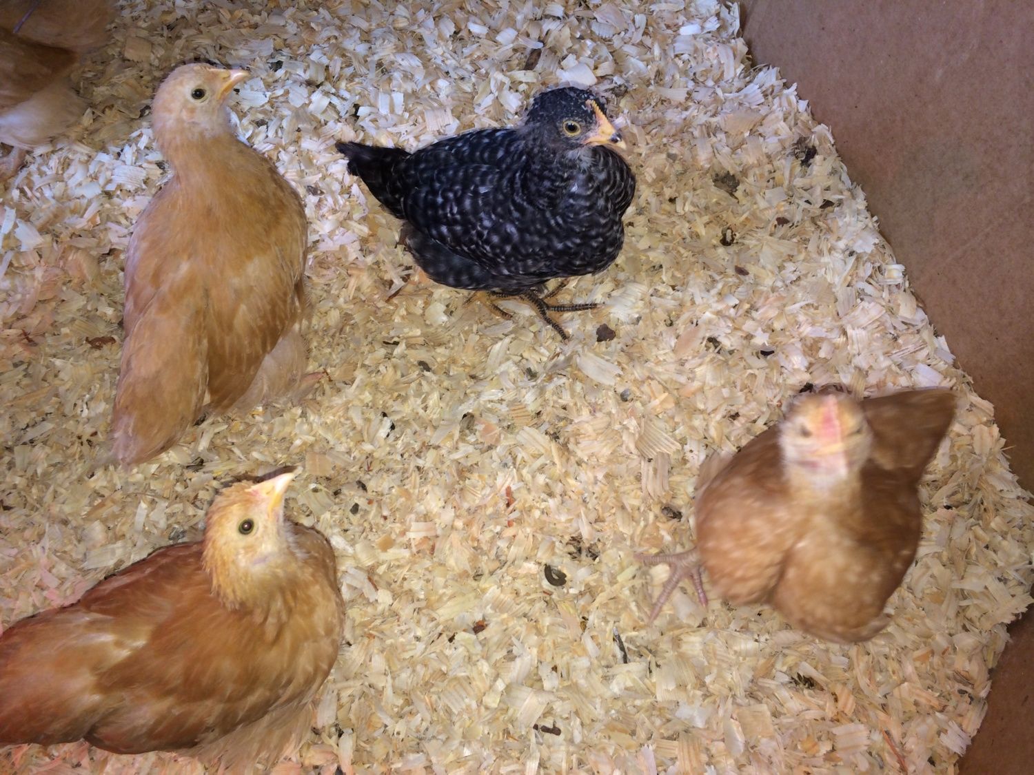 Buff Orpington Male or Female?! BackYard Chickens Learn How to