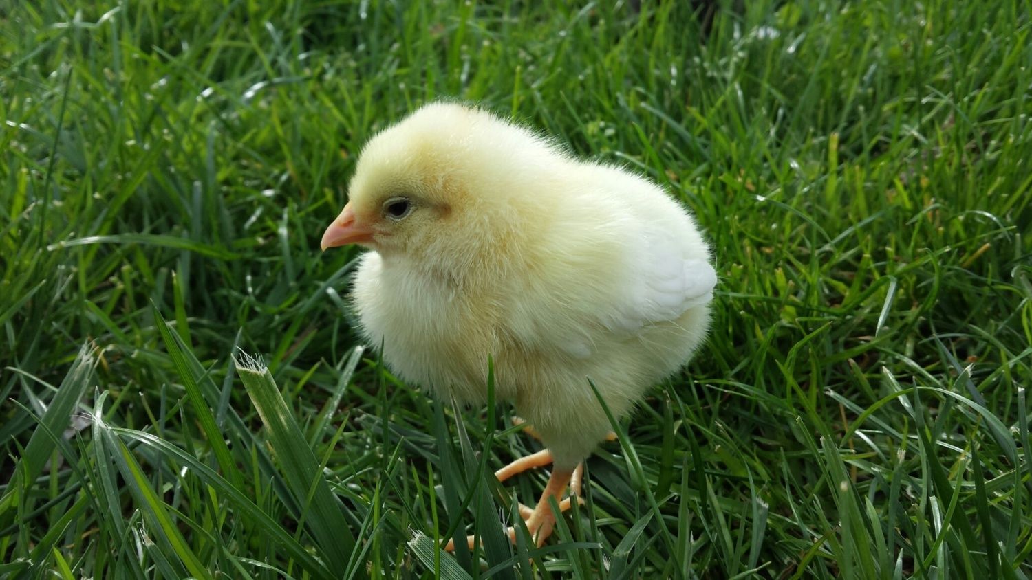 Assorted pullets at tsc what are they? BackYard Chickens Learn How