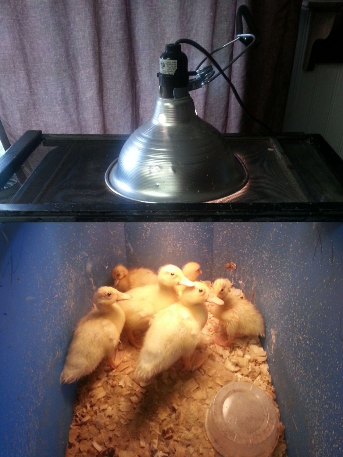 plastic bin brooder question BackYard Chickens Learn How to Raise