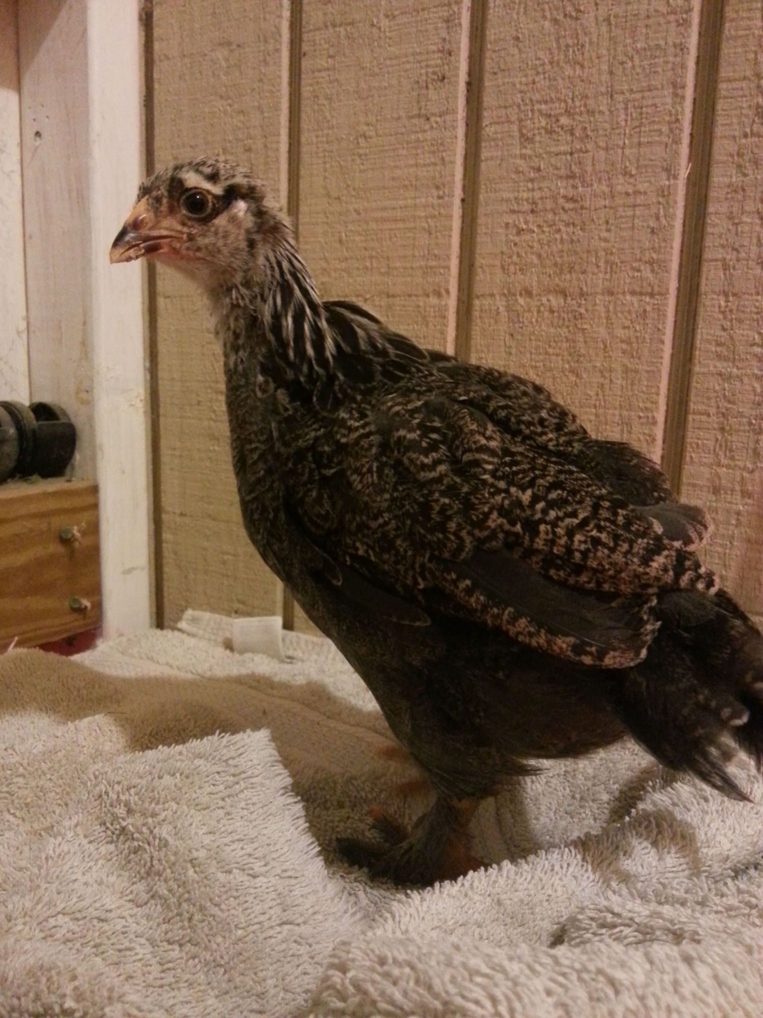 dark brahma chicks male or female? BackYard Chickens Learn How to