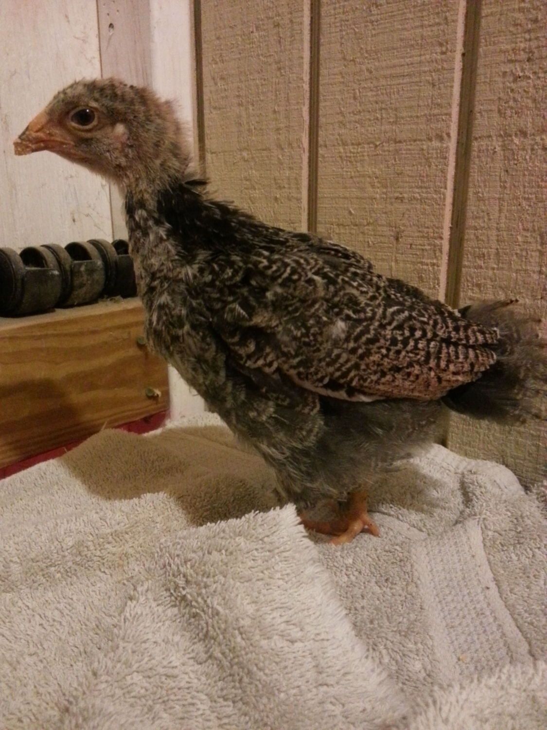 dark brahma chicks male or female? BackYard Chickens Learn How to