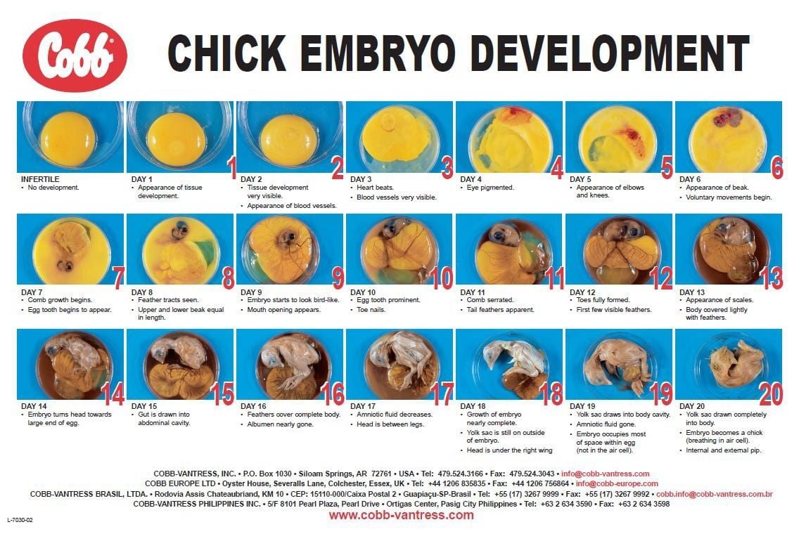 Baby Chick Development Stages: Understanding Your Fuzzy Friends