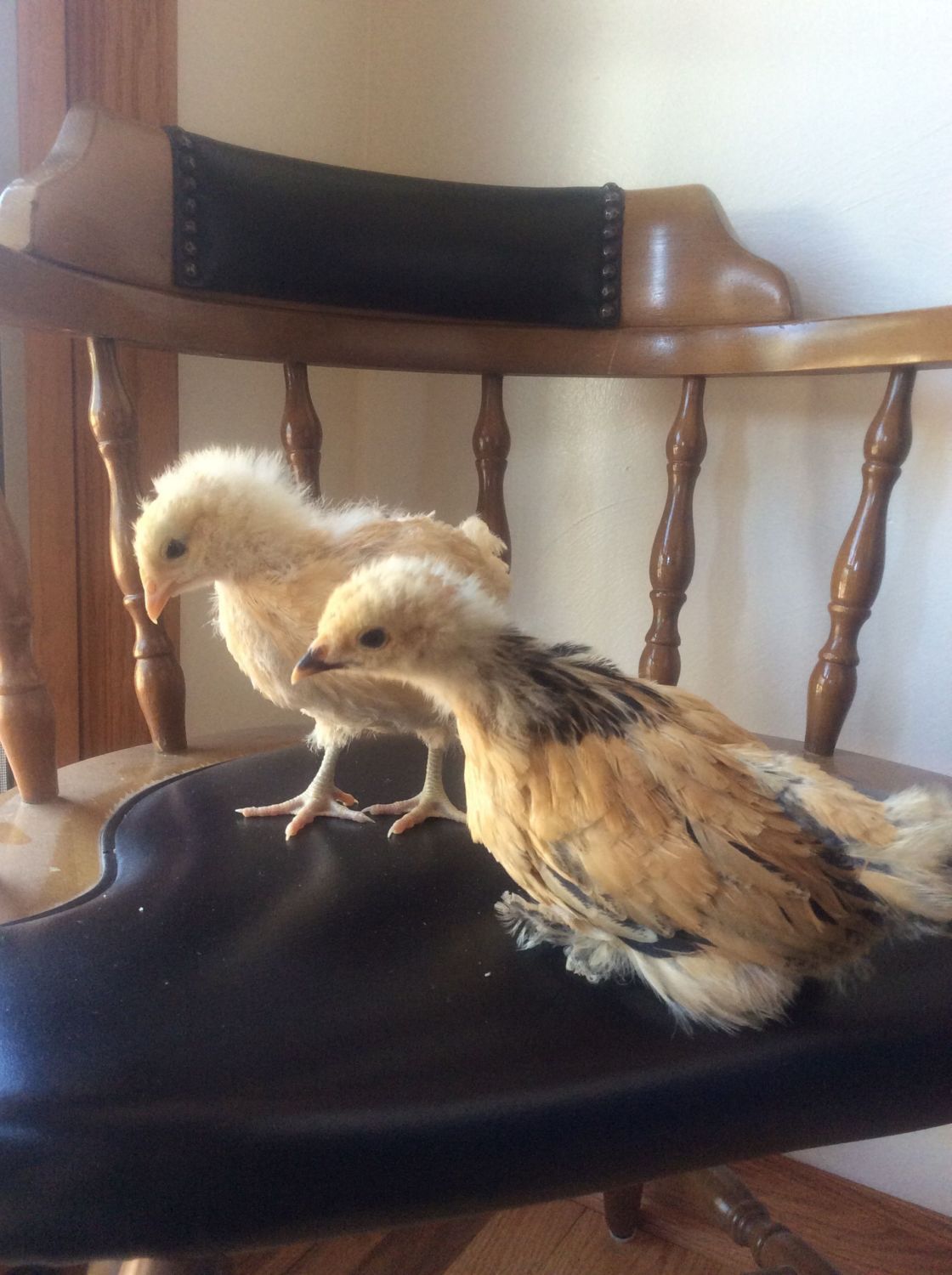 Buff brahma chick, male or female Page 2 BackYard Chickens Learn