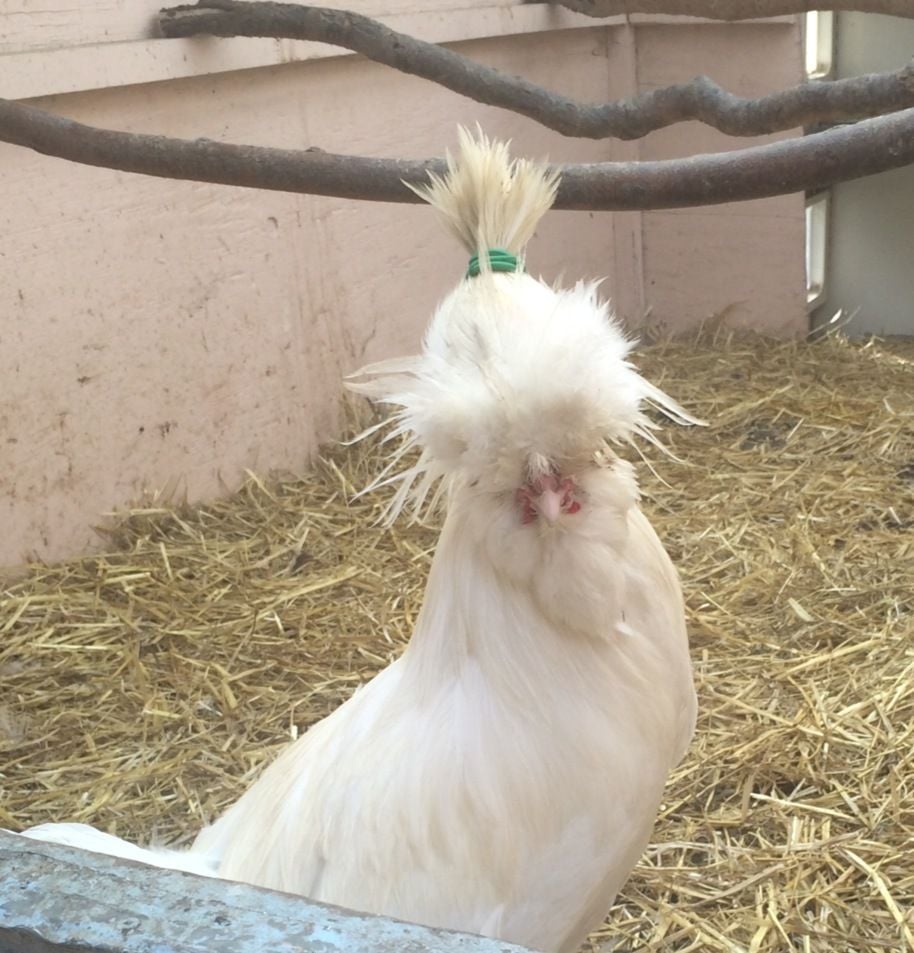 Rooster with a pony tail :)  BackYard Chickens - Learn How to Raise  Chickens