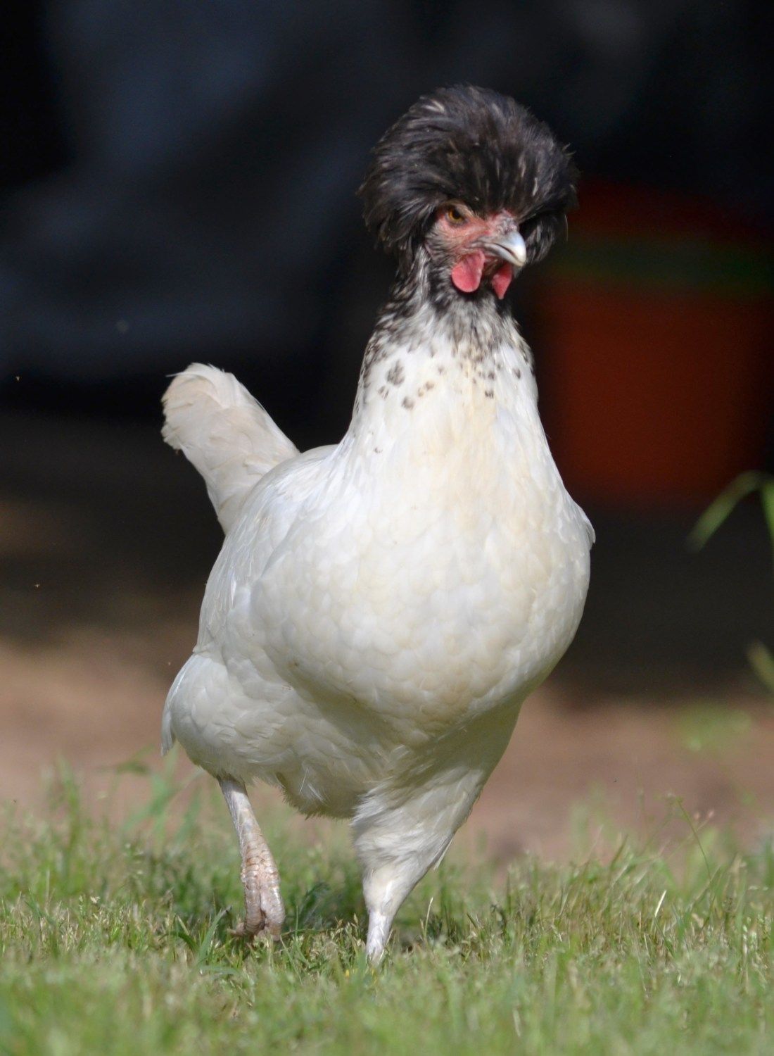 Anyone Else Breeding Interested In Black Crested White Polish Backyard Chickens