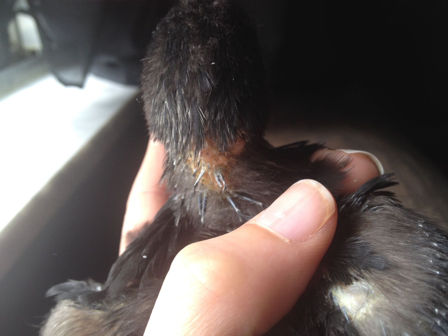45 week old chick losing feathers on neck BackYard Chickens Learn