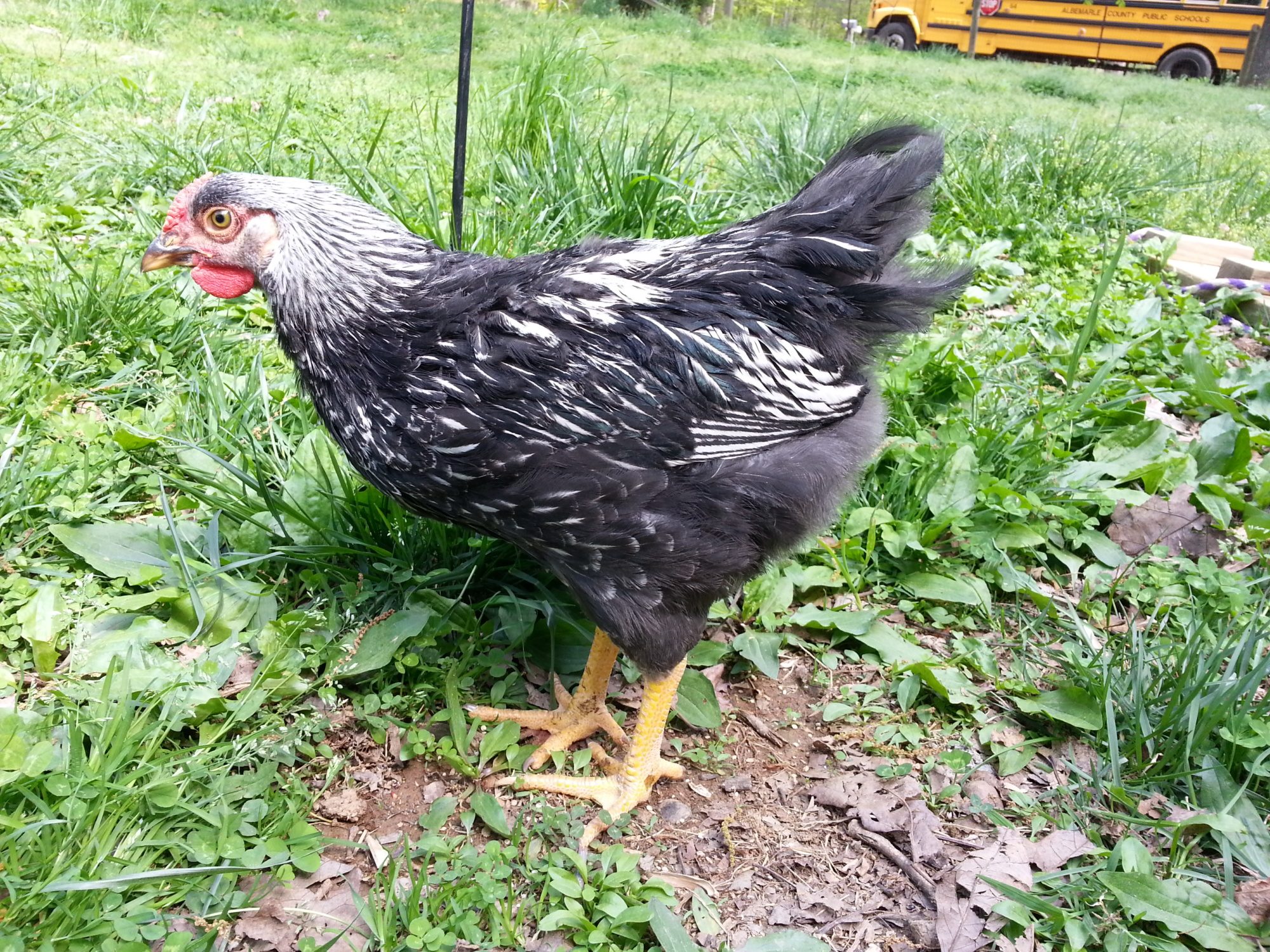 3 Month Old Silver Laced Wyandotte BackYard Chickens Learn How to