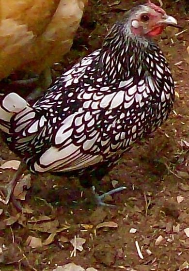 Chickens Molt