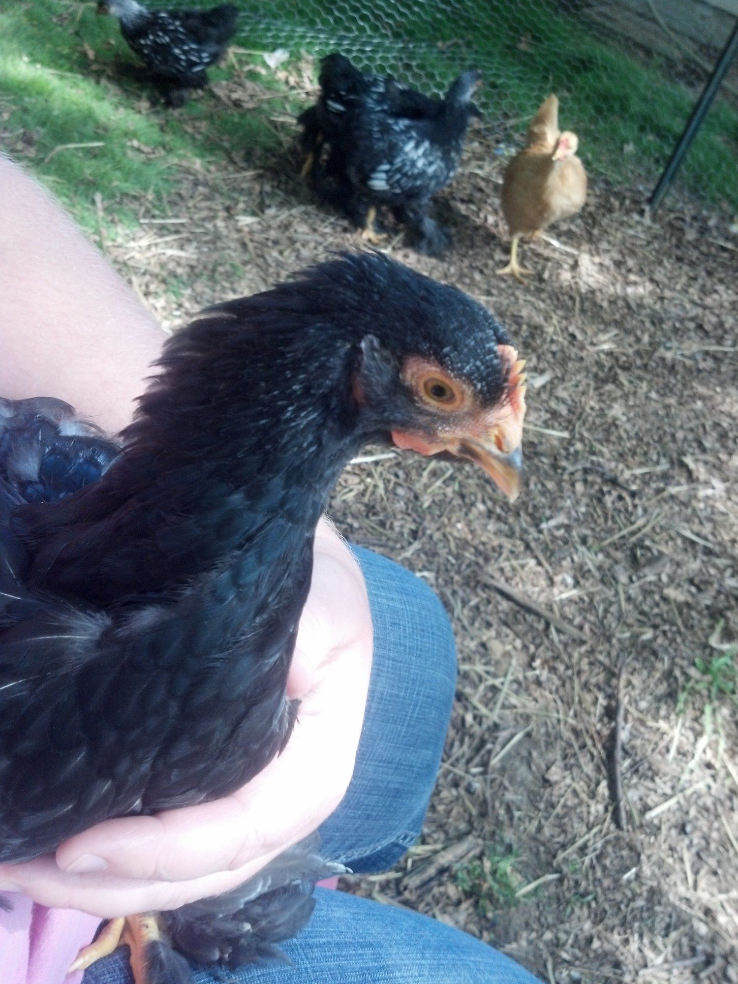 Need Help Sexing 9 Week Old Cochins Backyard Chickens Learn How To Raise Chickens 