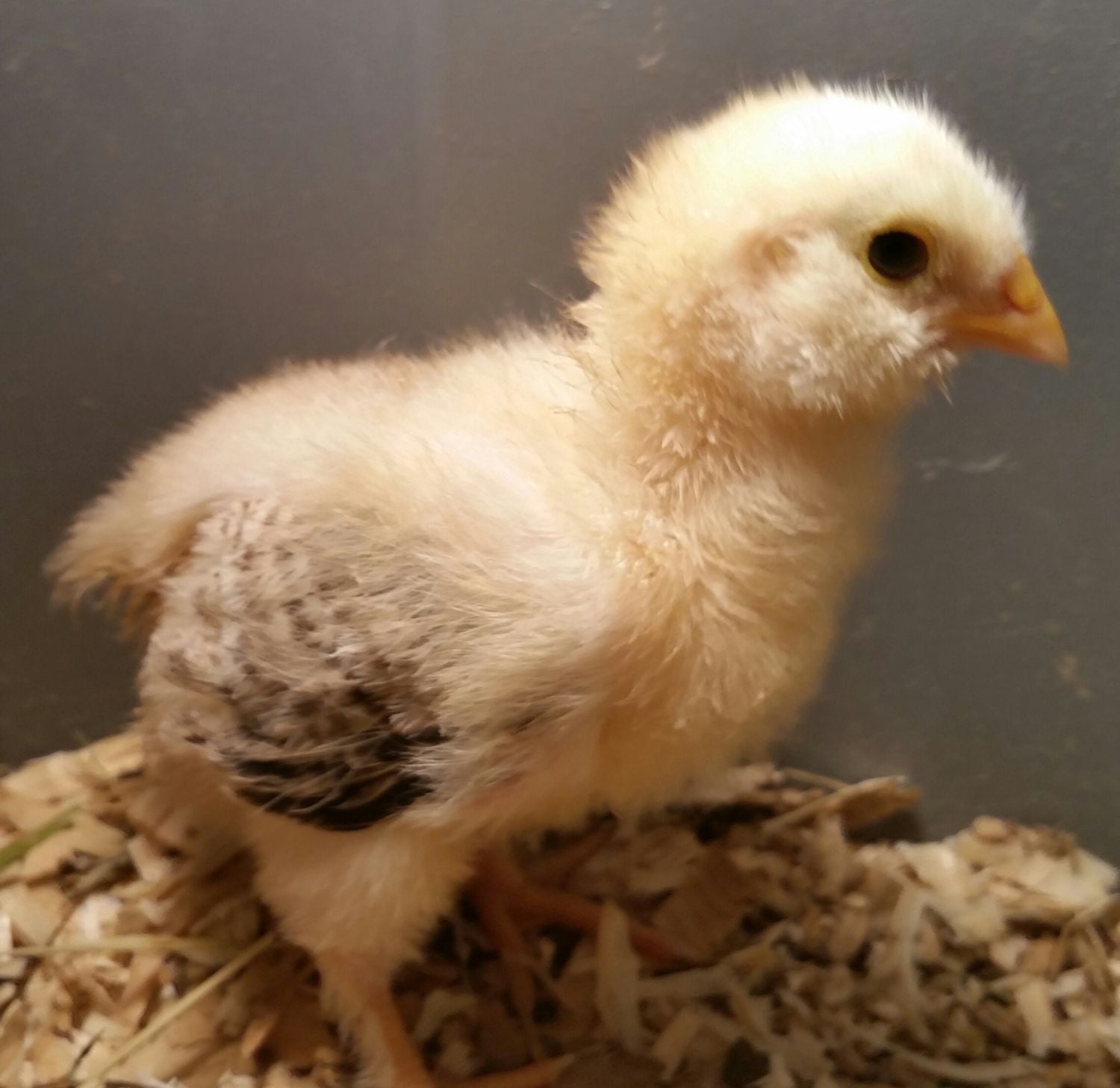 Is my Salmon Faverolles chick , male or female?? BackYard Chickens