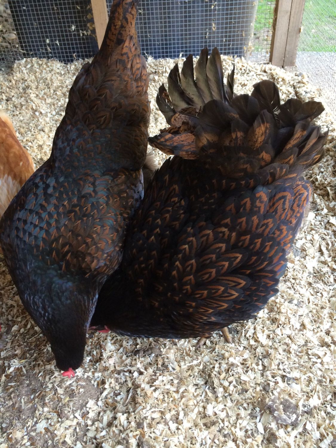 Puffed Up And Weird Noises Backyard Chickens Learn How To Raise Chickens