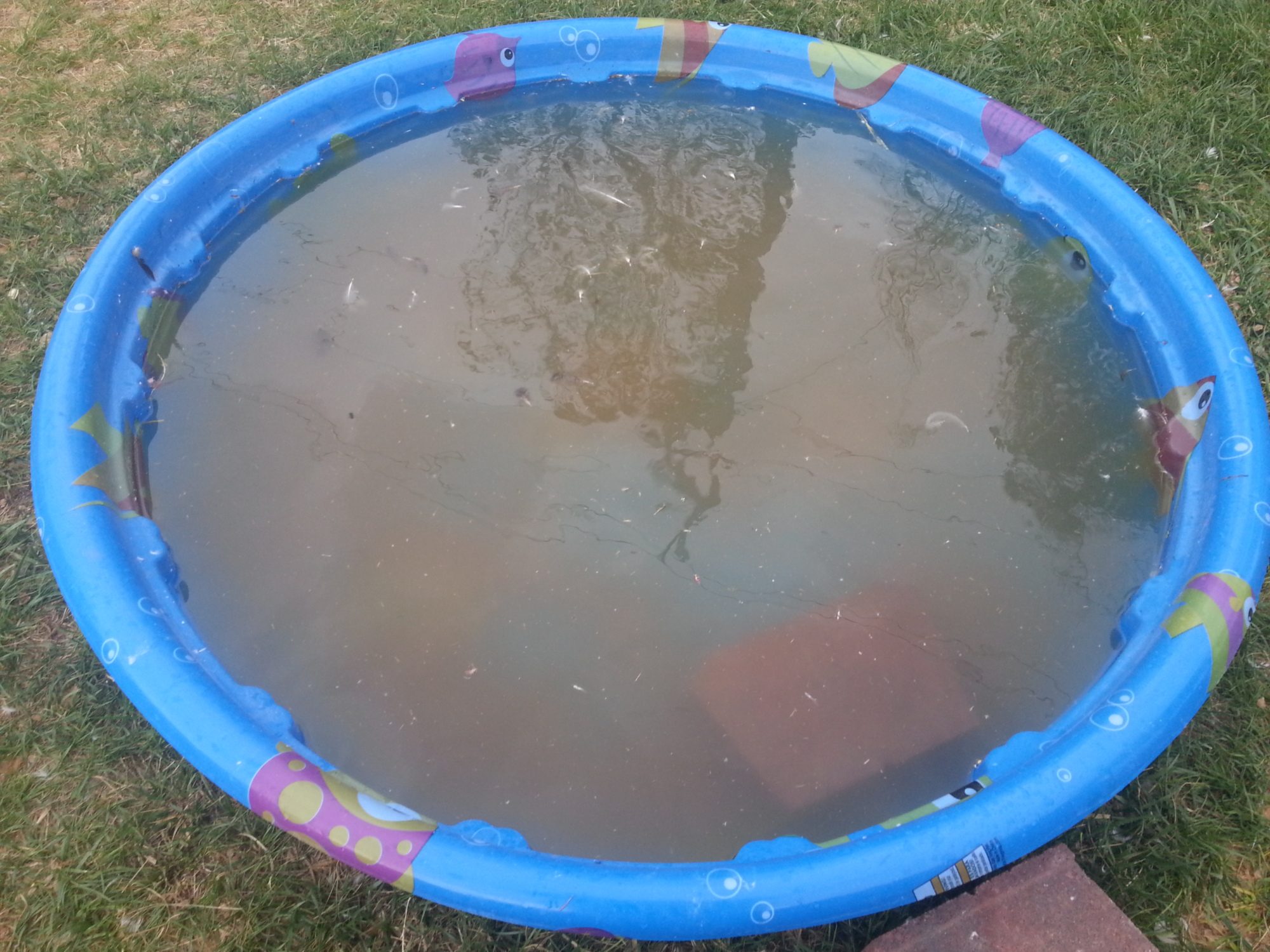 a dirty kiddie pool