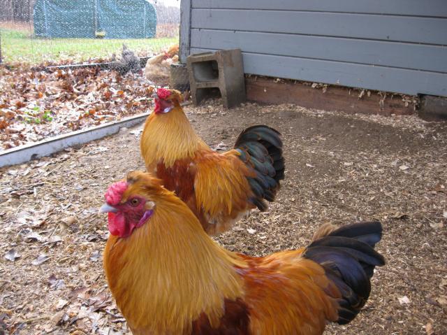 How to Separate Fighting Roosters Safely - My Favorite Chicken