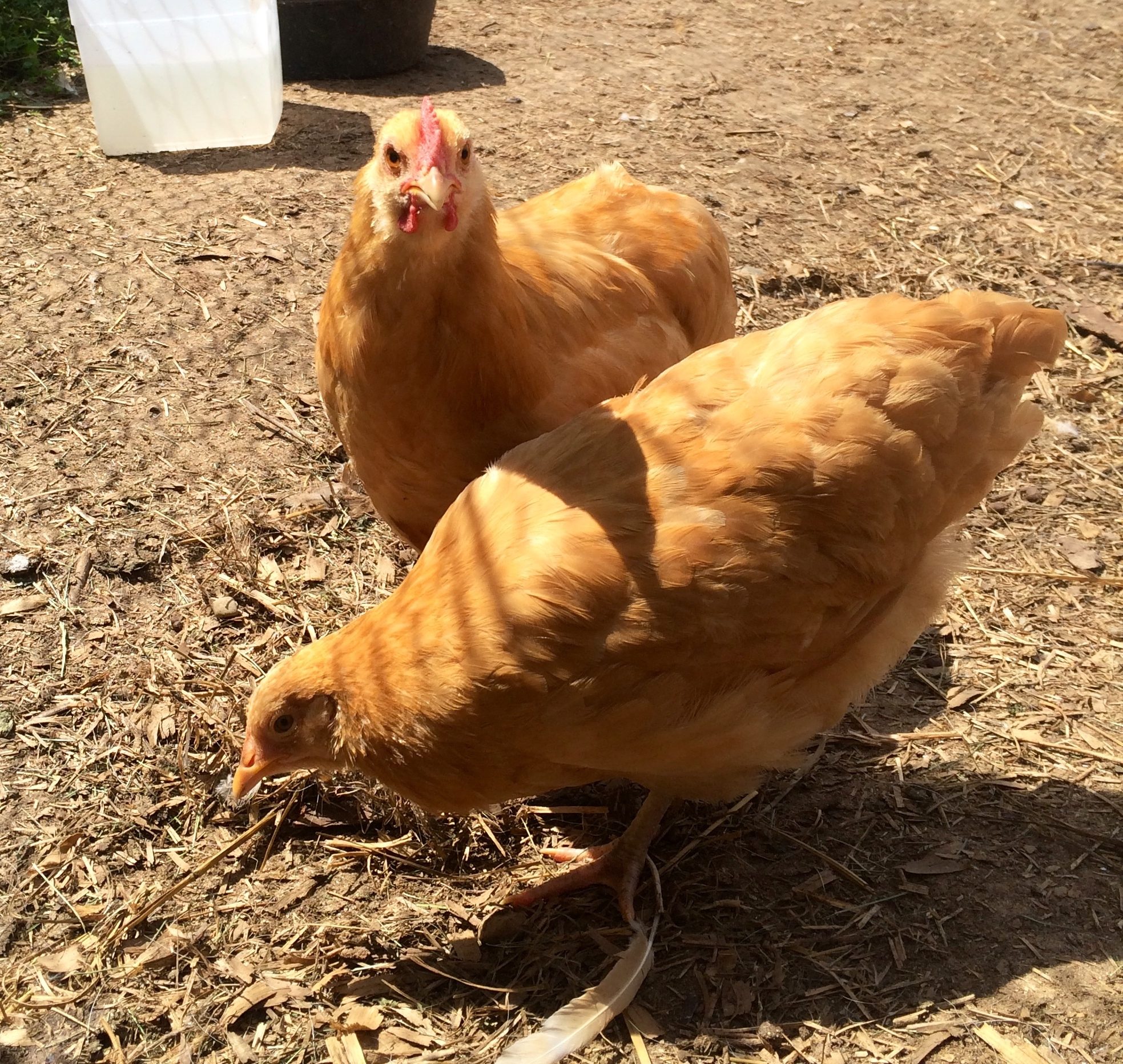 Buff Orpingtons About 11 Weeks Old Pullet or Rooster? BackYard Chickens Learn How to