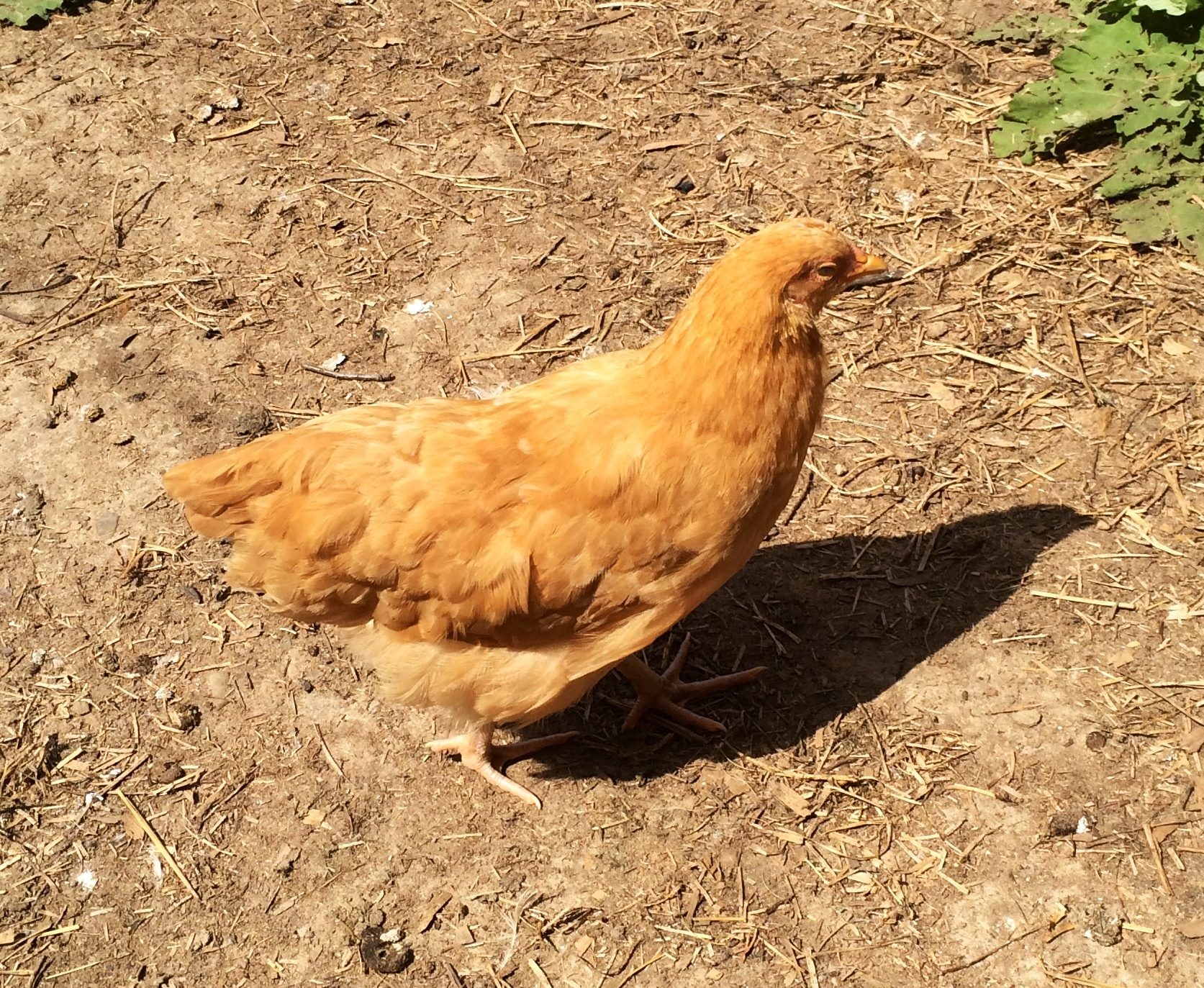 Buff Orpingtons About 11 Weeks Old Pullet or Rooster? BackYard Chickens Learn How to