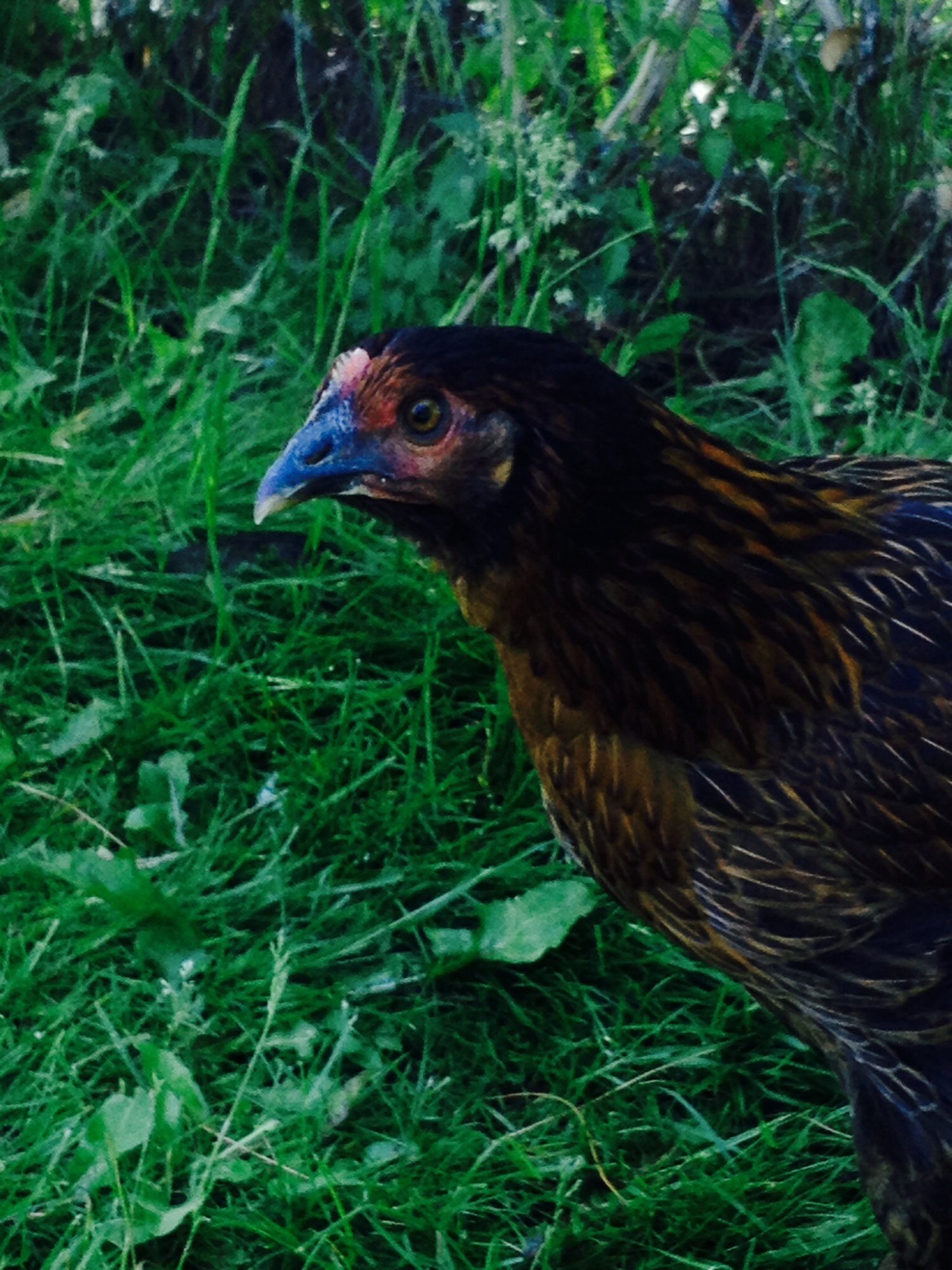 Is my chicken a rooster? Page 3 BackYard Chickens Learn How to