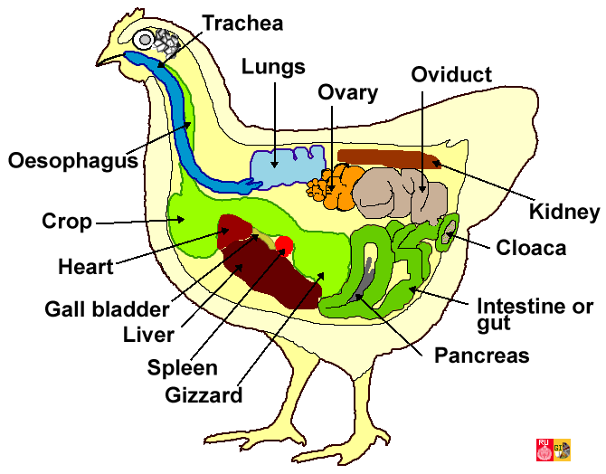 Hen Anatomy Question | BackYard Chickens - Learn How to Raise Chickens