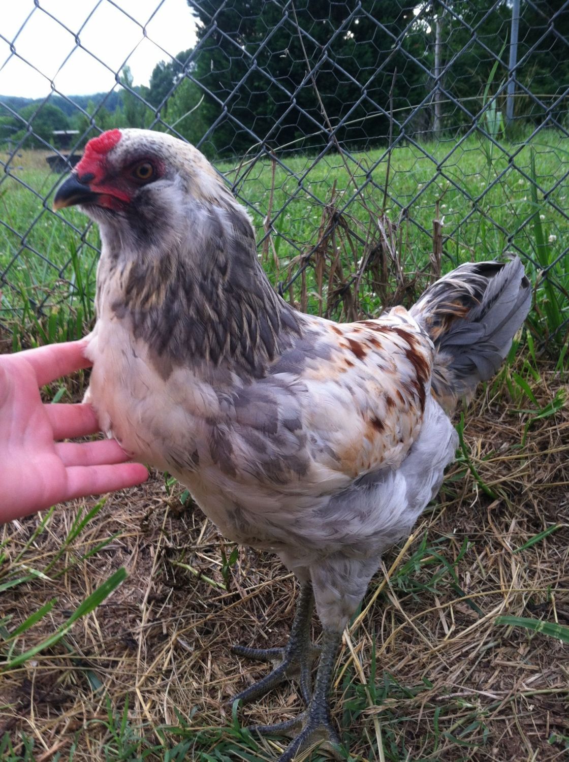 Ameraucana: Hen or Rooster? *pictures | BackYard Chickens ...