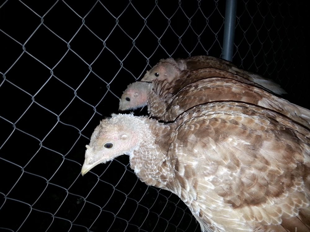 What Sex Are My Bourbon Red Turkeys Almost 11 Weeks Backyard Chickens Learn How To Raise Chickens