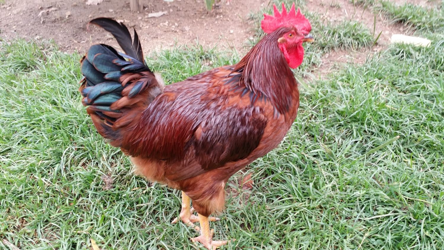 Heritage Rhode Island Red Rooster, 17 Weeks - Los Angeles | BackYard Chickens - Learn How Raise Chickens