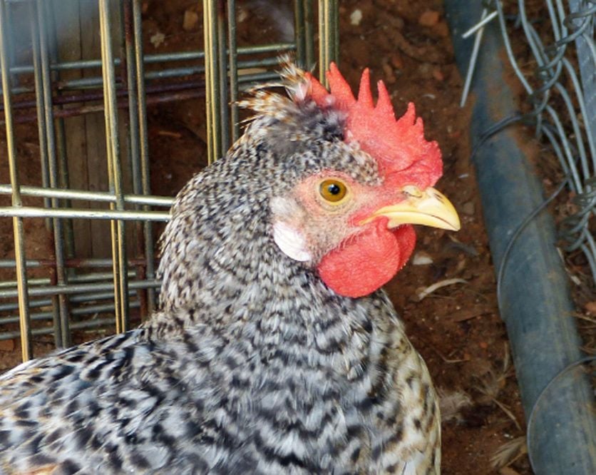 Jottings  BackYard Chickens - Learn How to Raise Chickens