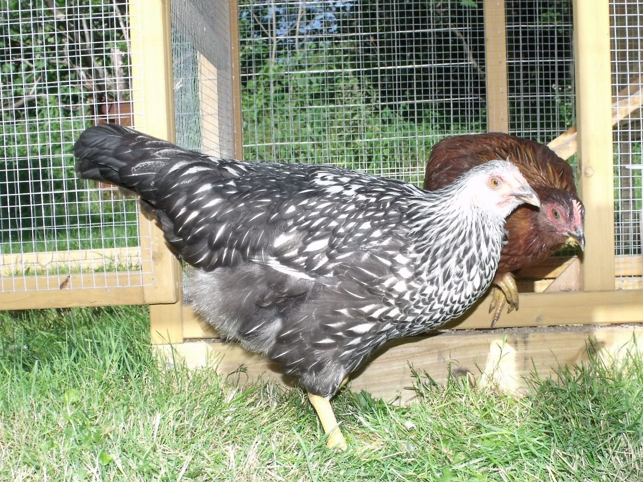 Silver Laced Wyandotte...male or female? BackYard Chickens Learn