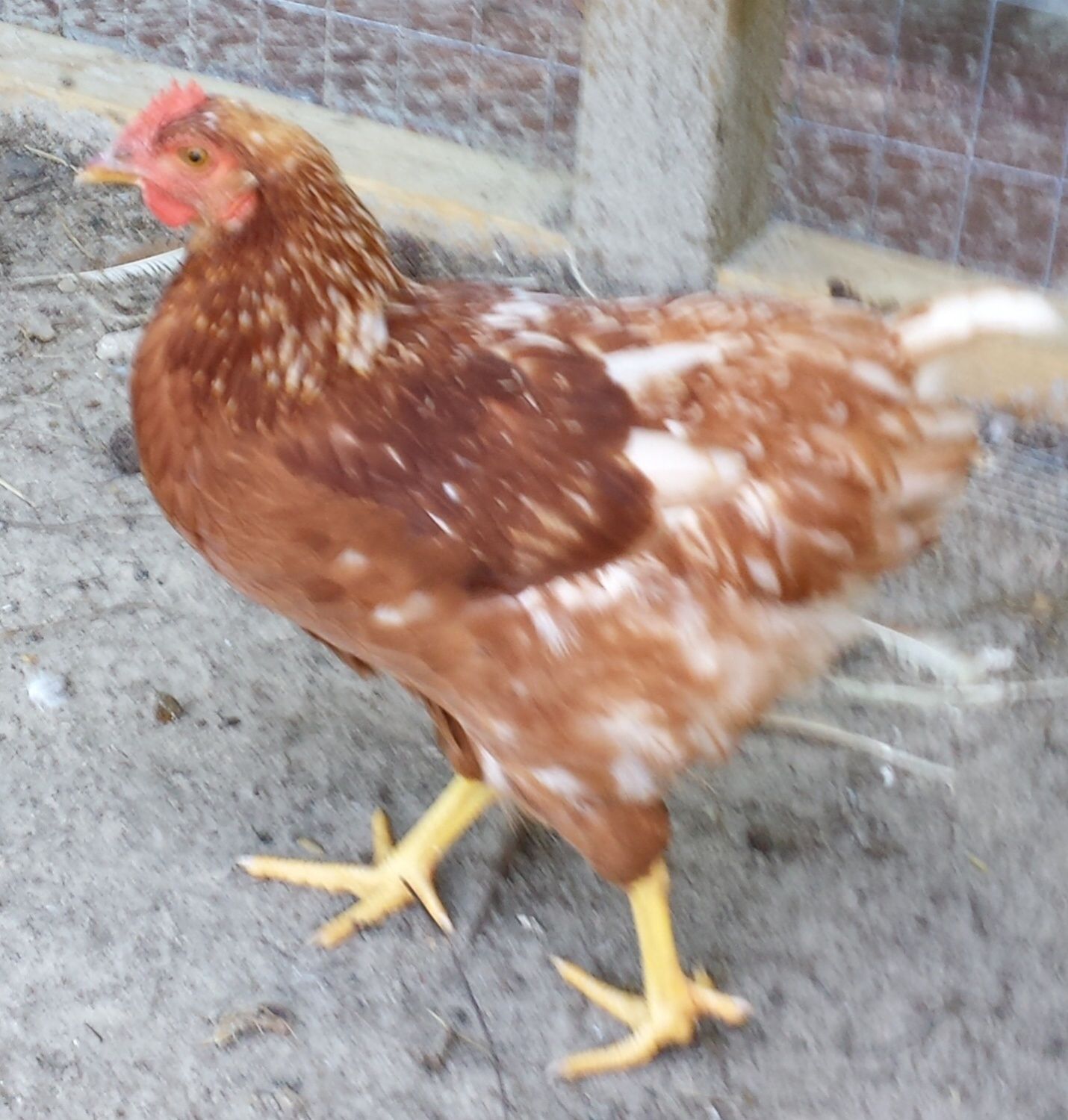 Rooster or Hen? Red Sex Link, 13.5 weeks old | BackYard Chickens - Learn  How to Raise Chickens