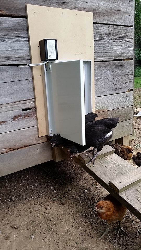Pullet Shut Automatic Chicken Door Excellent Quality Backyard