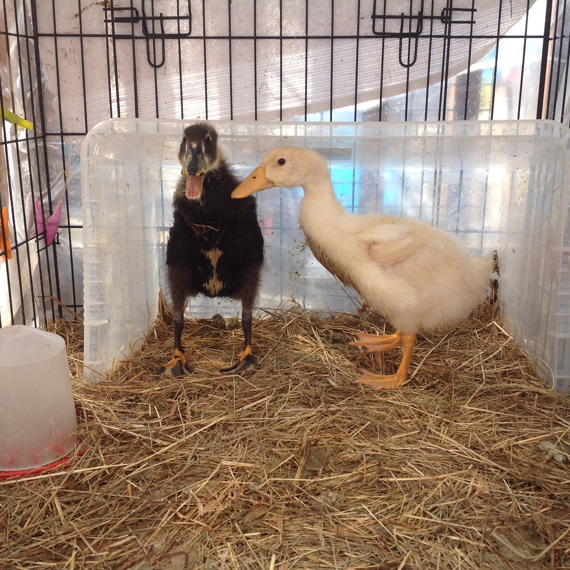 Indian runner ducks | BackYard Chickens - Learn How to Raise Chickens