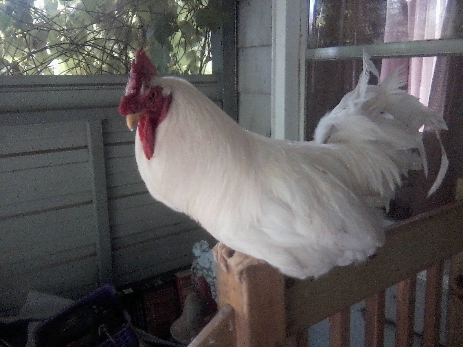 Barn yard mix chicks do yellow spots on head always mean male? BackYard Chickens Learn How