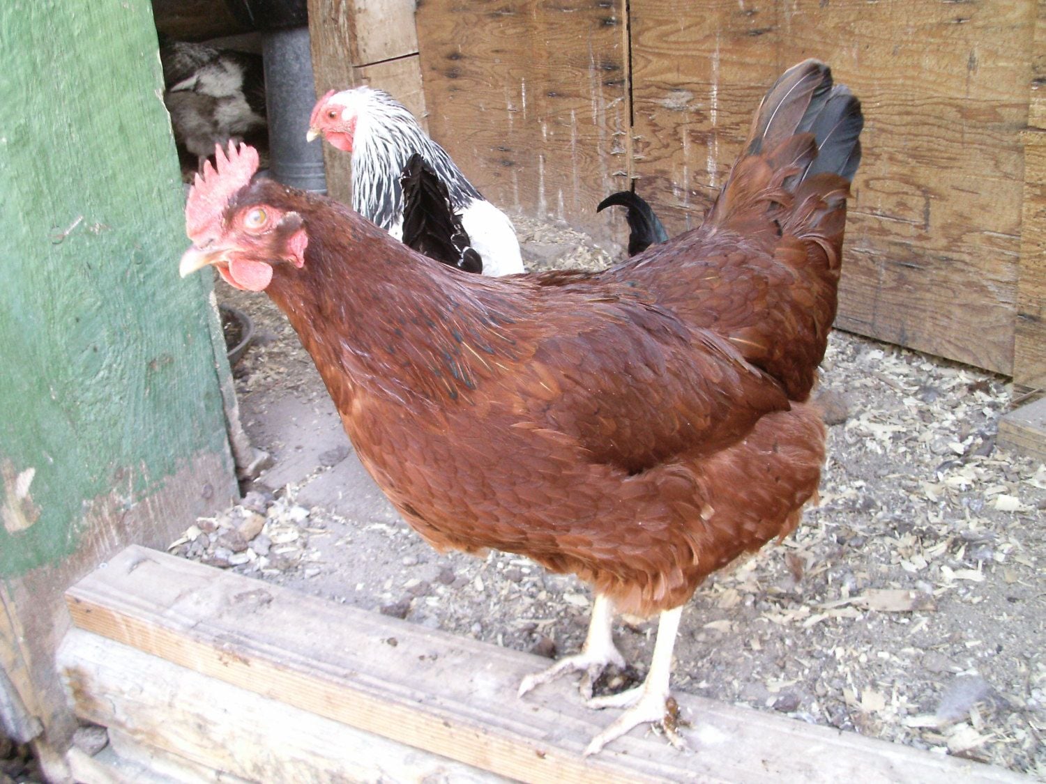 speckled sussex rhode island red cross BackYard Chickens Learn How