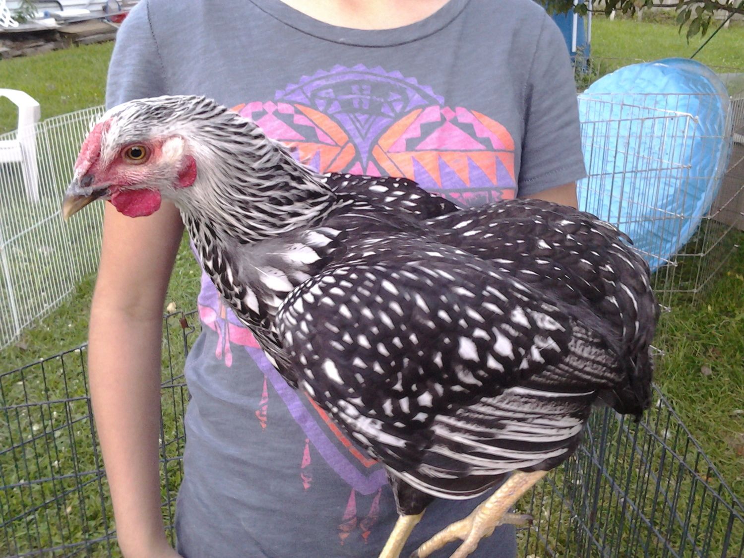 Is my 3monthold Silverlaced Wyandotte a male or female? BackYard