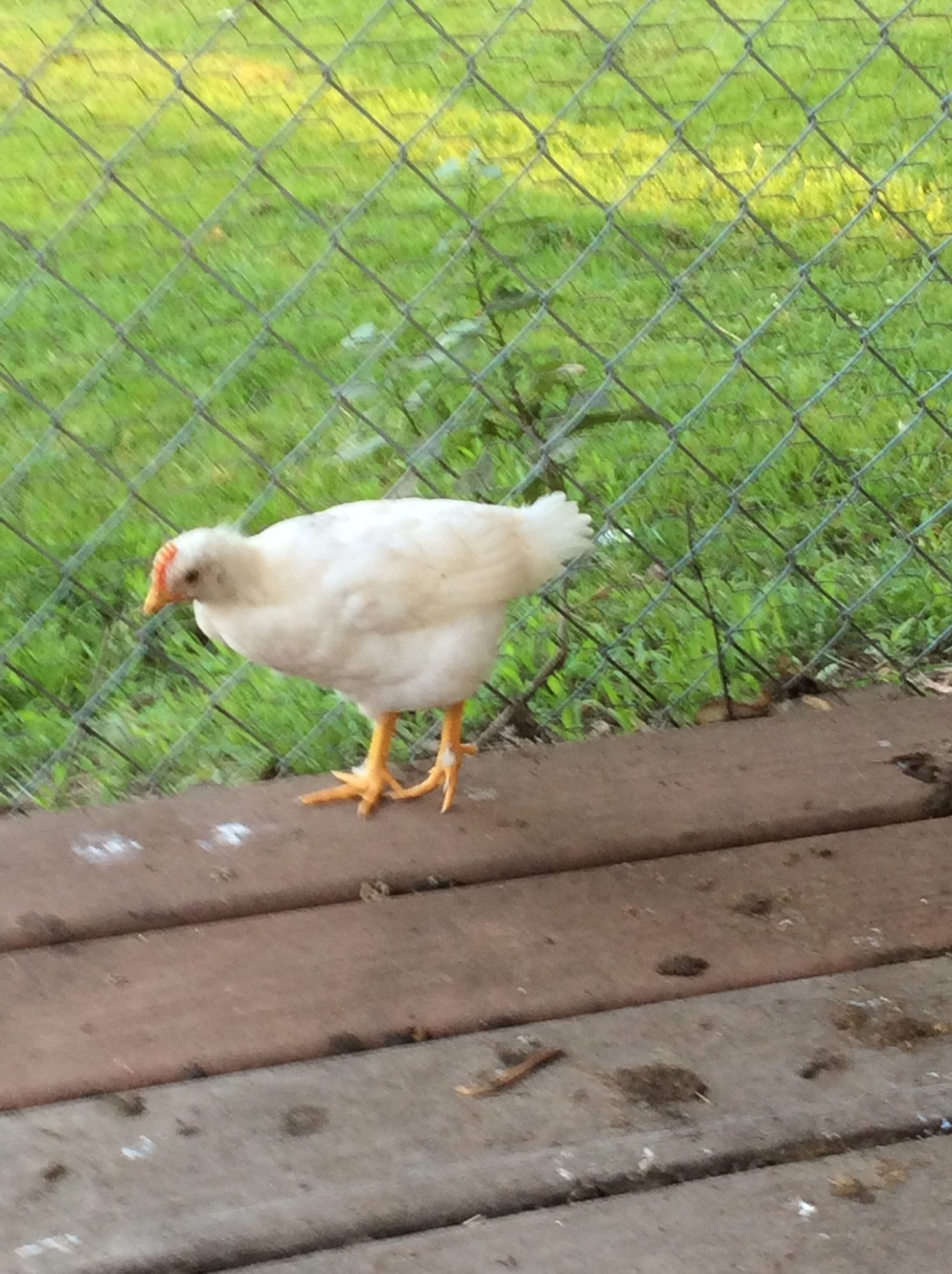 roo?? 4-1/2 week old white leghorn x | BackYard Chickens - Learn How to ...