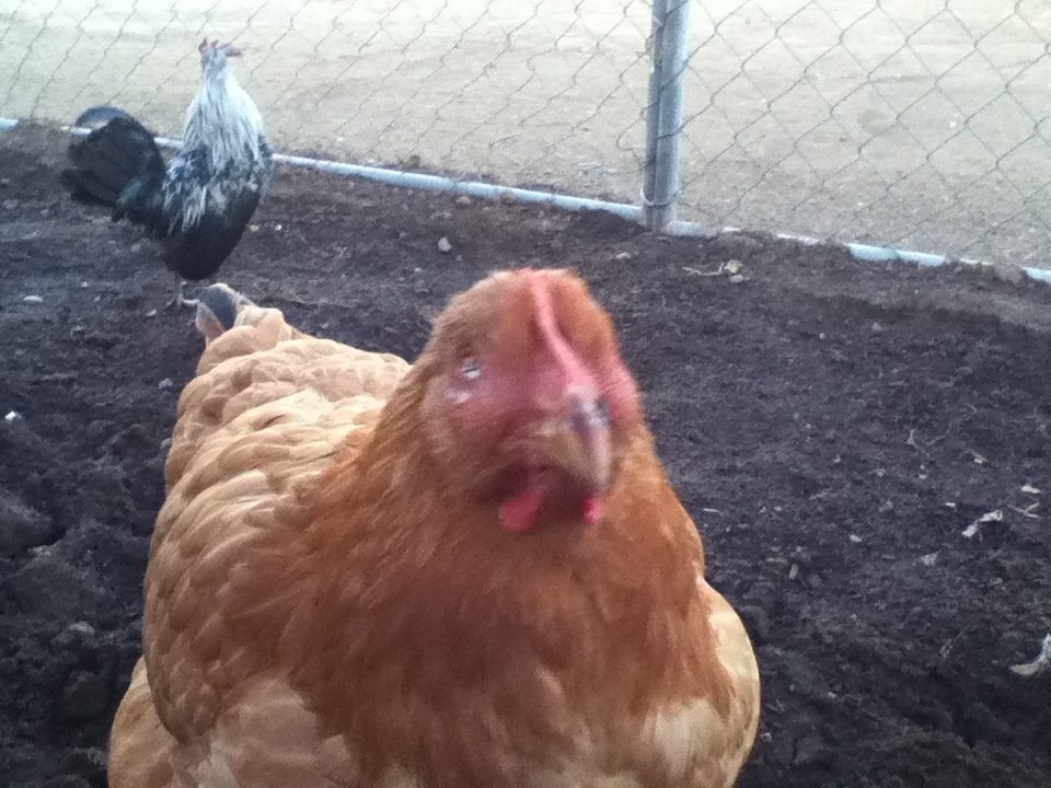 Swollen shut eye? *Pics* BackYard Chickens Learn How to Raise Chickens