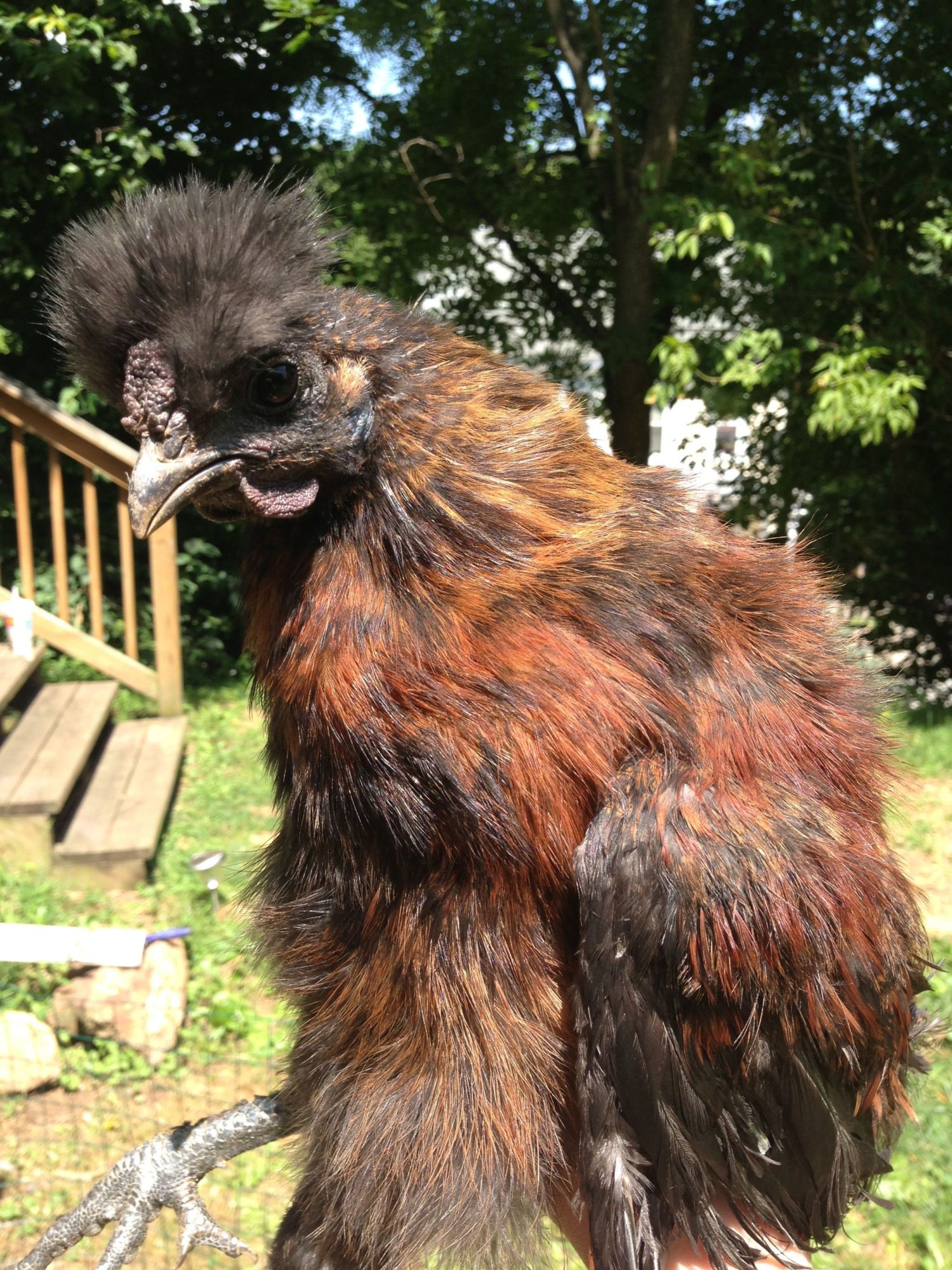 Straight run silkies, 13 weeks old. BackYard Chickens Learn How to