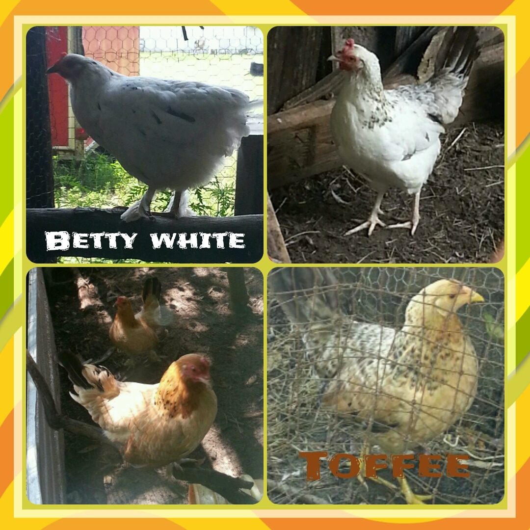 Just bought five pullets, what are they? BackYard Chickens Learn
