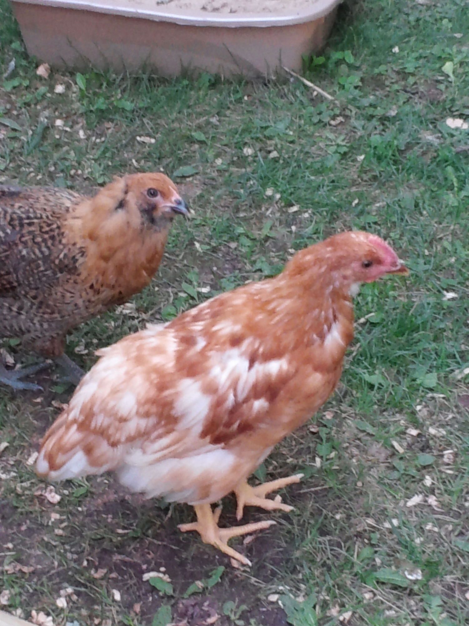 Isa Brown pullet or cockerel? BackYard Chickens