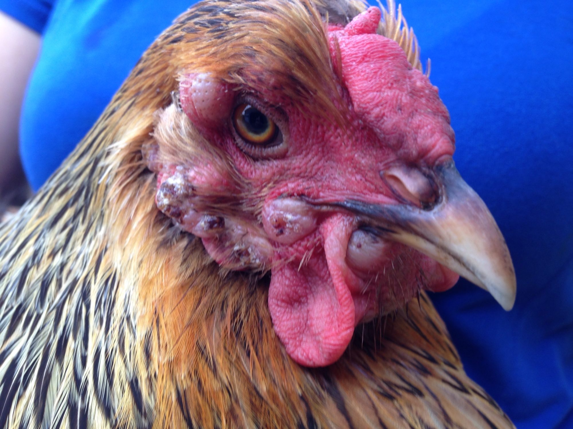 Pustules on my hen s face - help BackYard Chickens 
