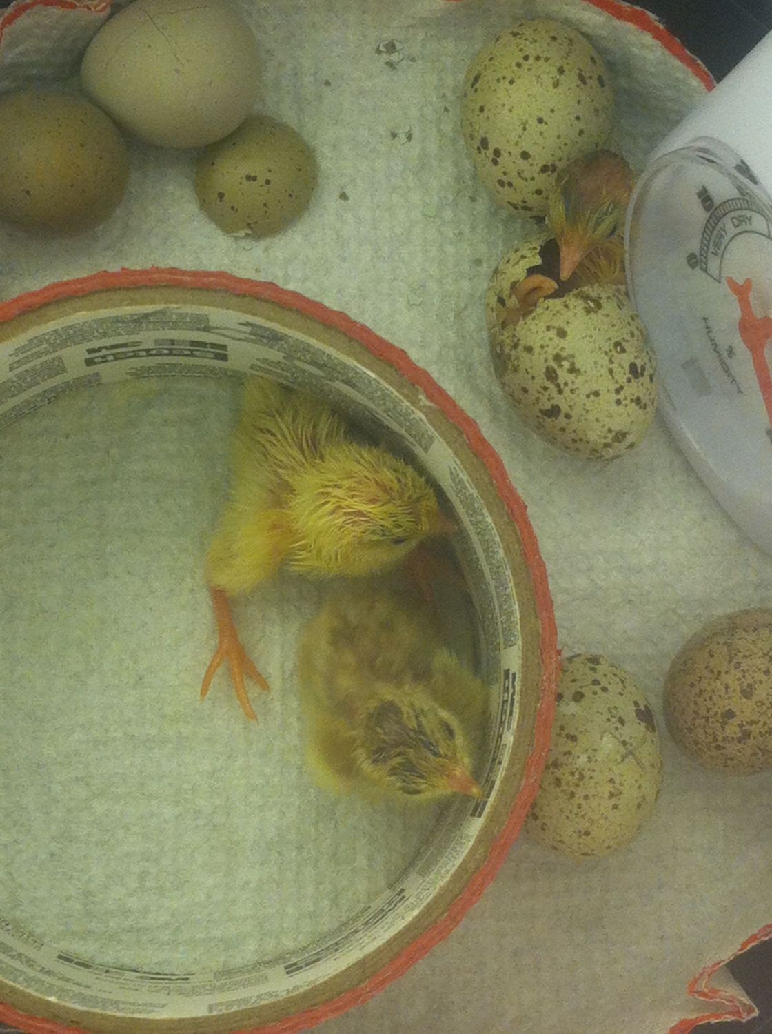 Button quail hatch in homemade incubator! BackYard Chickens Learn