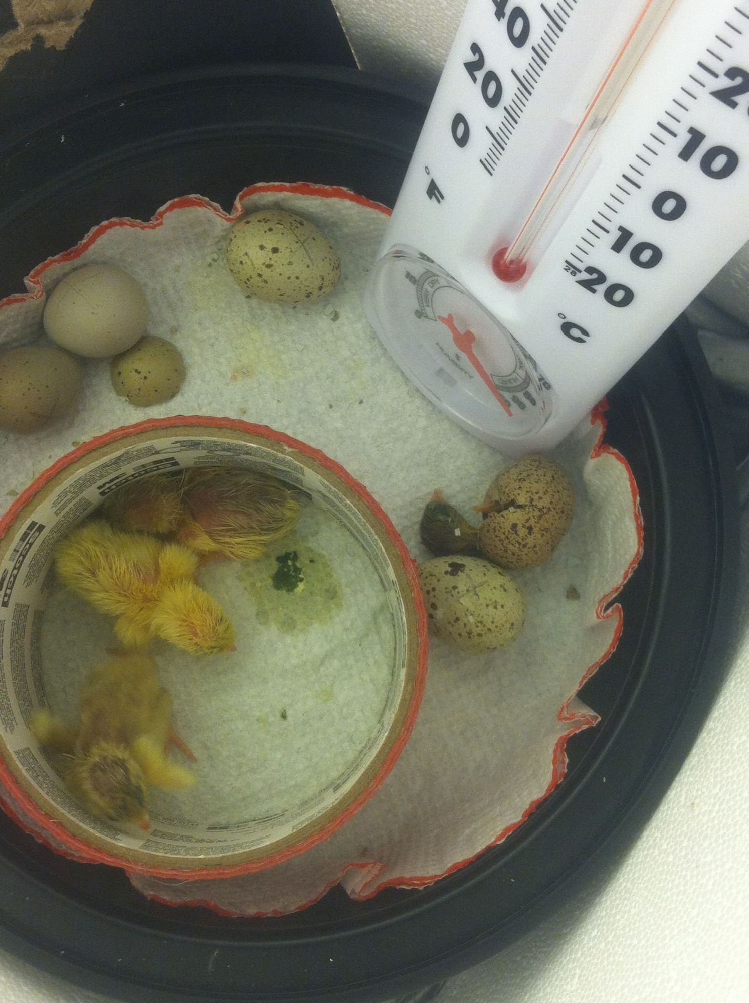 Button quail hatch in homemade incubator! BackYard Chickens Learn