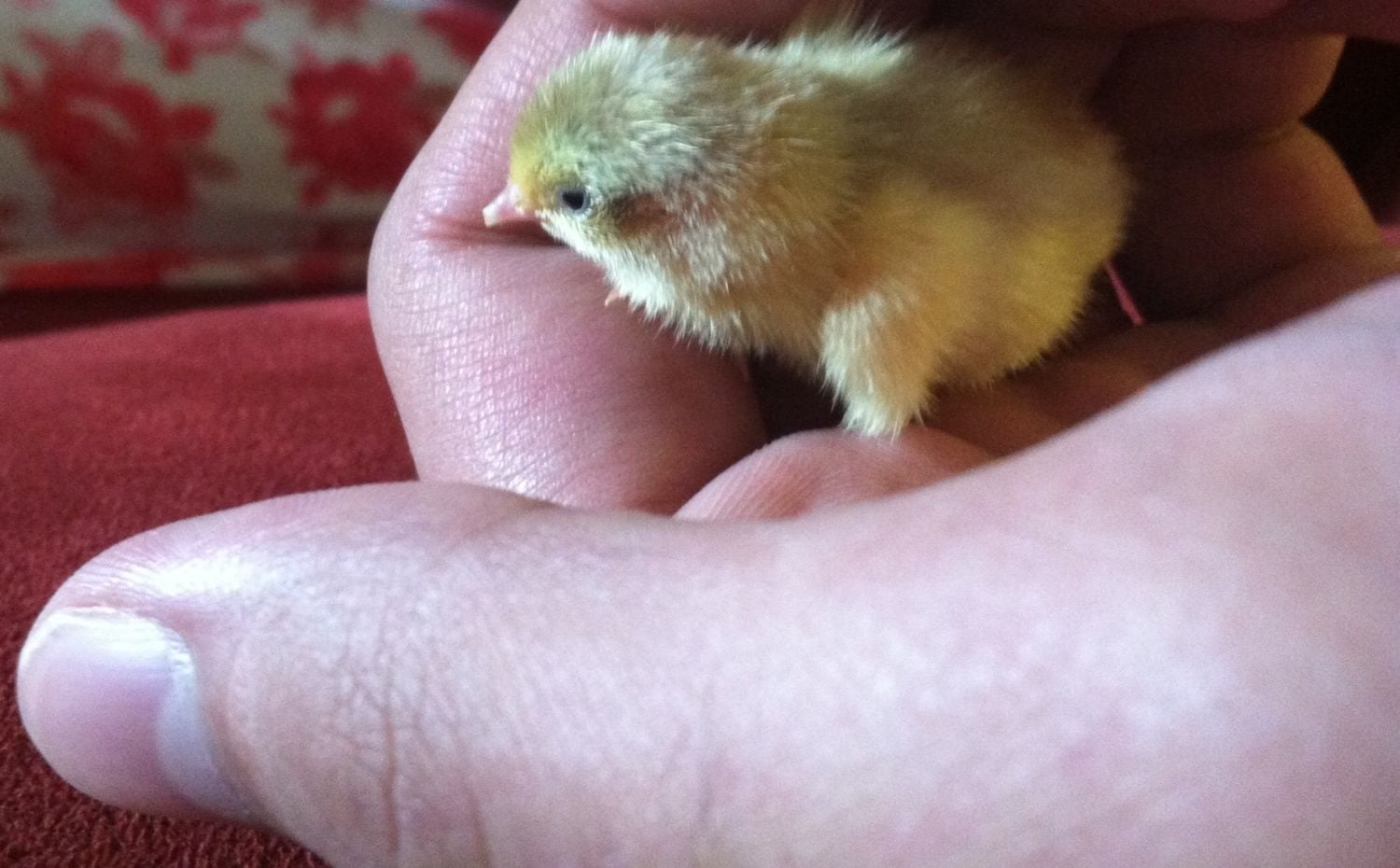 Button quail hatch in homemade incubator! BackYard Chickens Learn