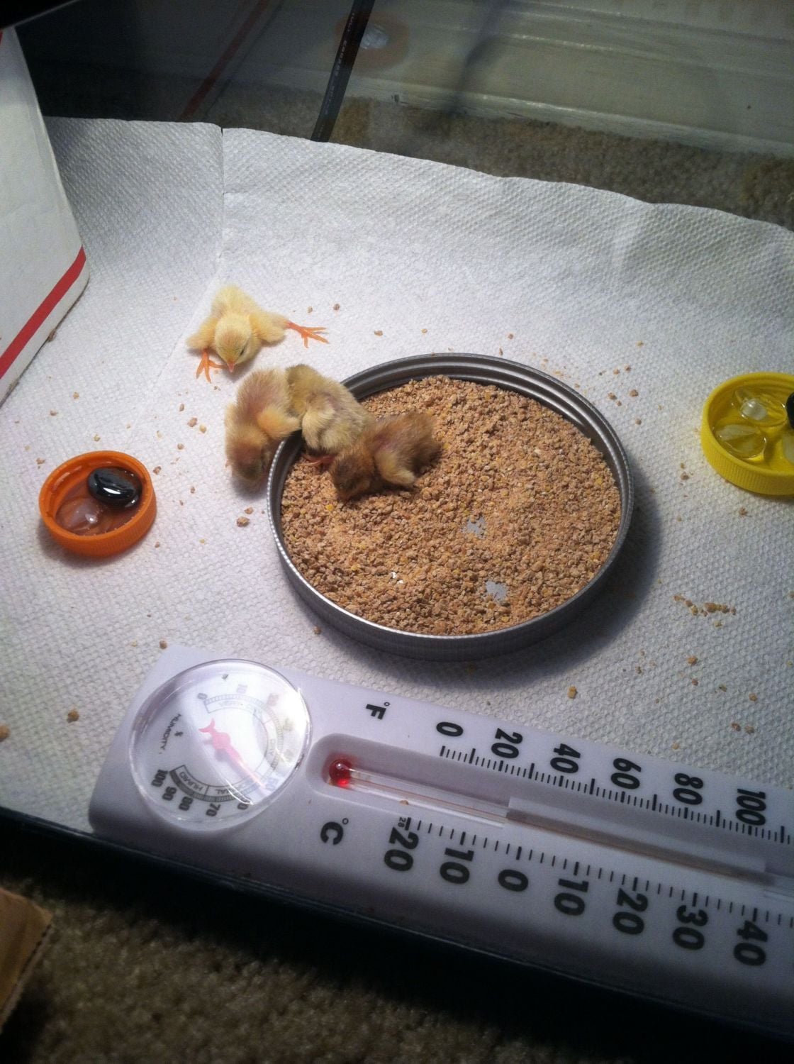 Button quail hatch in homemade incubator! BackYard Chickens Learn