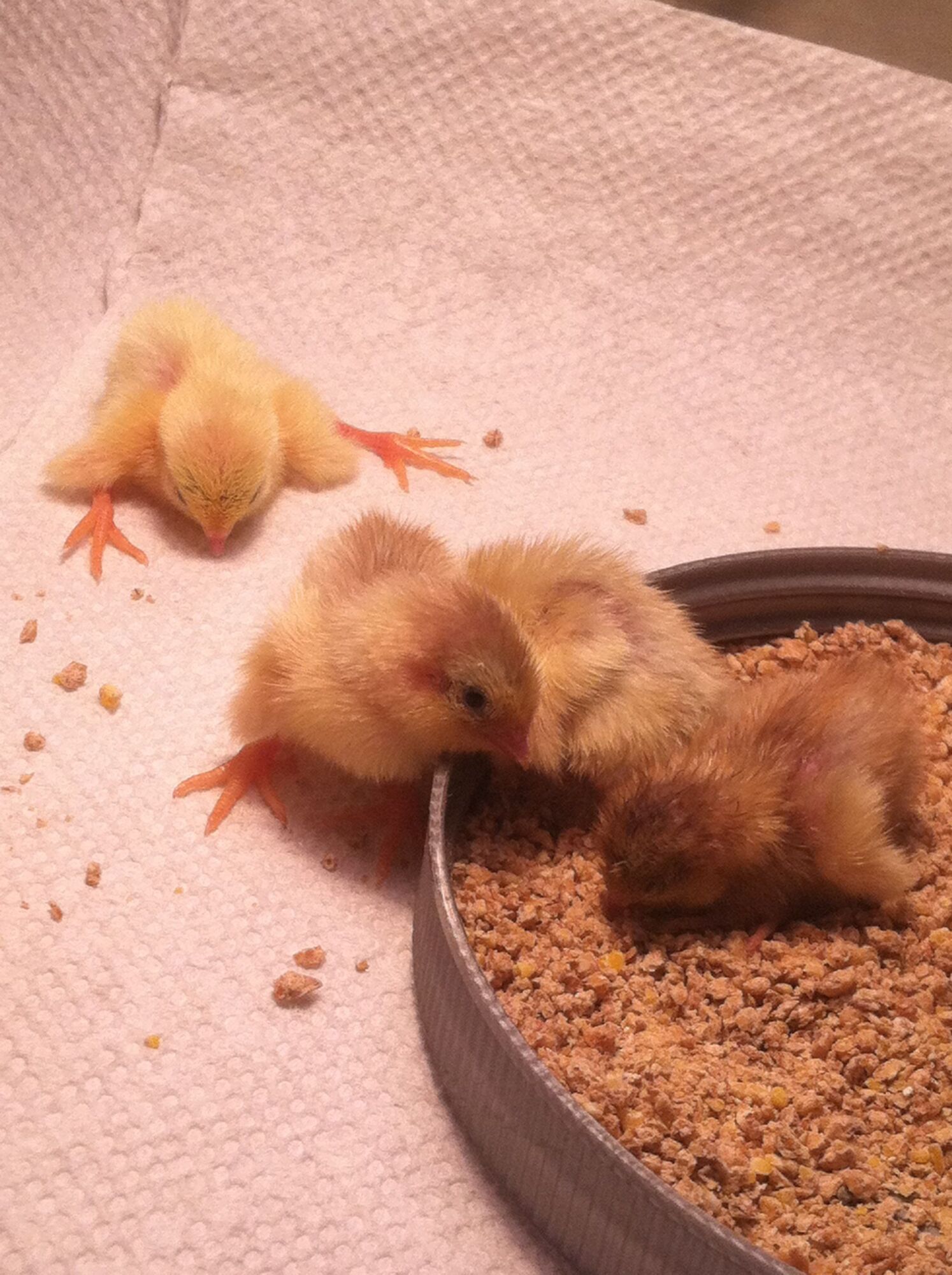 Button quail hatch in homemade incubator! BackYard Chickens Learn