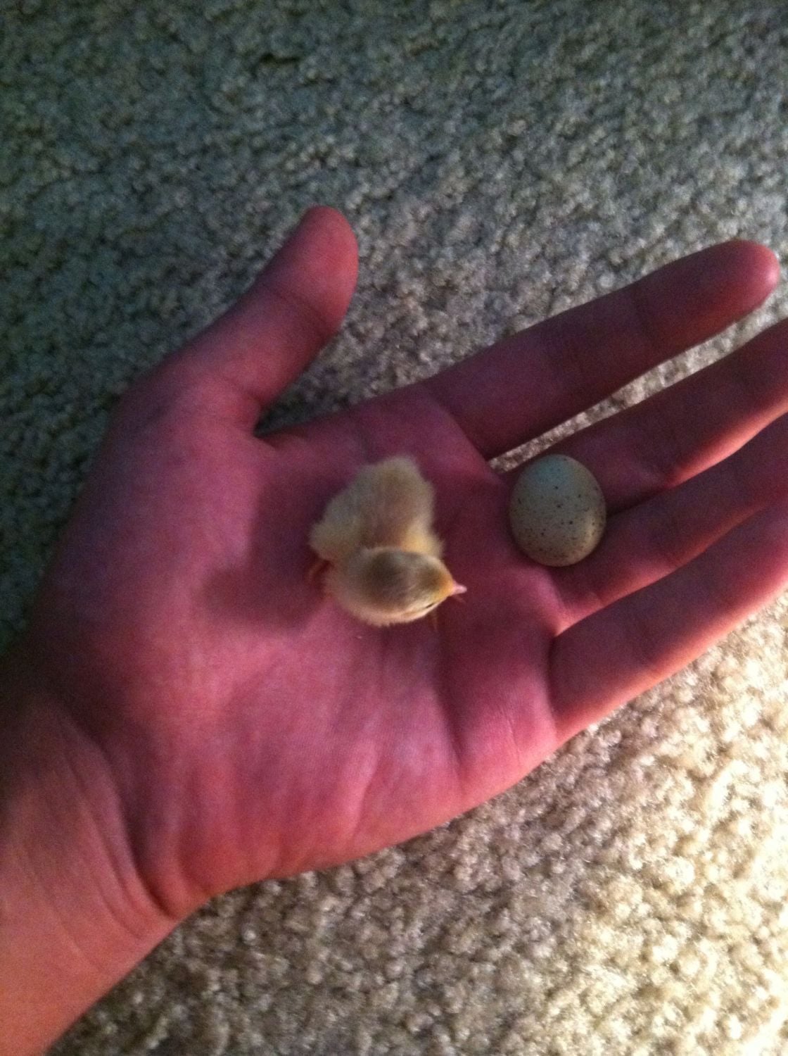 Button quail hatch in homemade incubator! BackYard Chickens Learn