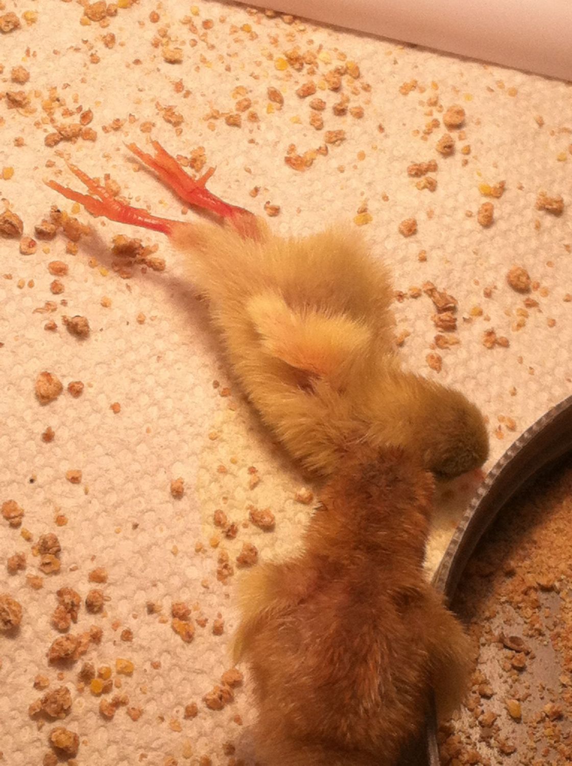 Button quail hatch in homemade incubator! BackYard Chickens Learn
