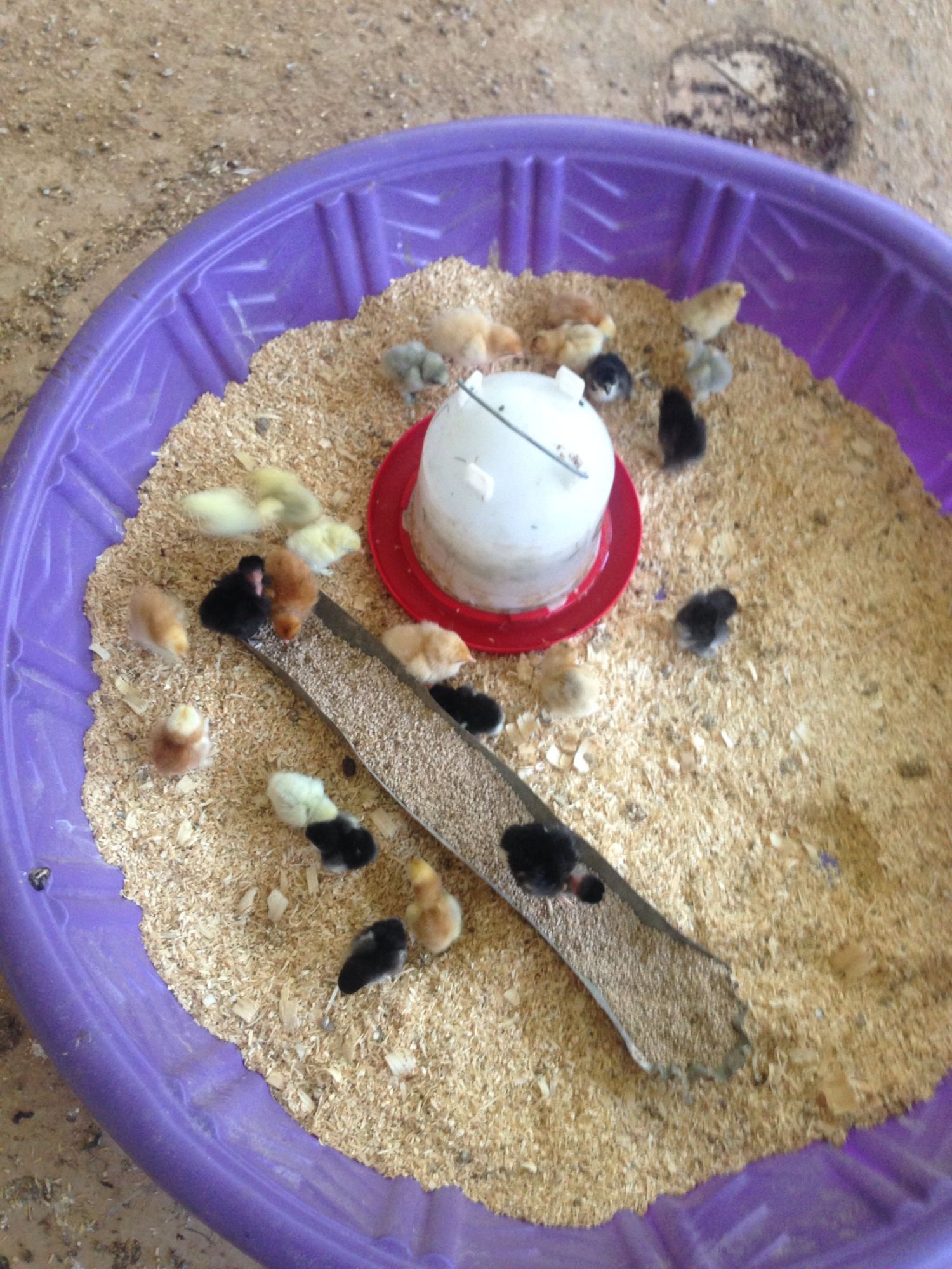 New chicks arrive next week! Sand or pine shavings as bedding