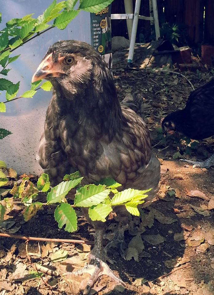 Garden Clutch BackYard Chickens Learn How to Raise Chickens